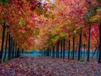 在上海金山,一個個“田園綜合體”浮出水面,講述大都市與田園的精彩故事 在上海金山,一個個“田園綜合體”浮出水面,講述大都市與田園的精彩故事