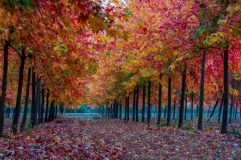 在上海金山，一個個“田園綜合體”浮出水面，講述大都市與田園的精彩故事