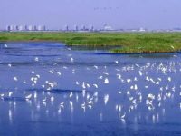 請收下這份上海白鷺美景手繪地圖