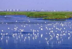 請收下這份上海白鷺美景手繪地圖