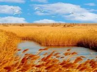 崇明 | 東灘獲評首批國家濕地旅游示范基地，你說棒不棒