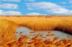 崇明 | 東灘獲評首批國家濕地旅游示范基地,你說棒不棒 崇明 | 東灘獲評首批國家濕地旅游示范基地,你說棒不棒