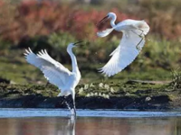 閔行 | 蘇州河生態廊道閔行段即將開建,未來的TA將變得如此驚艷 閔行 | 蘇州河生態廊道閔行段即將開建,未來的TA將變得如此驚艷