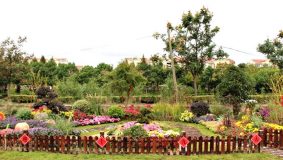 閔行 | 新添一片7萬平方米的“四季花海”，附近居民還可去種菜