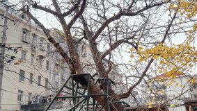 黃浦 | 這棵700多歲古銀杏,親歷上海建城,見證江南歷史 黃浦 | 這棵700多歲古銀杏,親歷上海建城,見證江南歷史