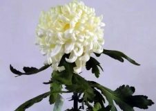 松江 | 茸城深秋正是賞菊好時節,醉白池公園菊展28日開幕 松江 | 茸城深秋正是賞菊好時節,醉白池公園菊展28日開幕