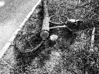 開發商凌晨砍樹被立案調查