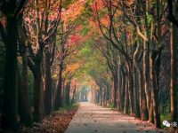 金山 | 一不小心,金山又成為上海第一! 金山 | 一不小心,金山又成為上海第一!