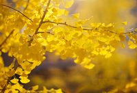 浦東 | 百歲只是小阿弟，千歲大佬倌有兩，浦東銀杏樹竟有那么多故事