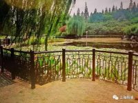 楊浦 | 這兩座公園綠化改造后煥然一新，據說美得很……