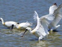 大批西伯利亞-澳大利西亞候鳥陸續抵達上海，遷徙路上最大敵人是誰？