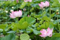 松江 | 泡溫泉、采摘水果、賞花垂釣…..約你來新浜，一年玩不夠！