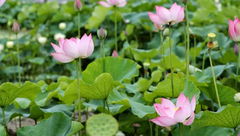 松江 | 泡溫泉、采摘水果、賞花垂釣…..約你來新浜，一年玩不夠！