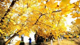 嘉定 | 首個田園綜合體規劃公示,這個村的身價即將大漲 嘉定 | 首個田園綜合體規劃公示,這個村的身價即將大漲