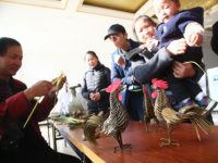 這個村即將從上海版圖消失，村支書專門主編了本書贈給村民紀念