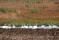 【新時代新氣象新作為】歷年最高紀錄！東灘保護區小天鵝越冬數量小范圍已達118只