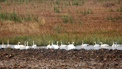 【新時代新氣象新作為】歷年最高紀錄！東灘保護區小天鵝越冬數量小范圍已達118只