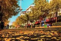 閔行 | 權威版“落葉不掃”的閔行景觀道出爐！看看有你家門口的么？