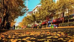 閔行 | 權威版“落葉不掃”的閔行景觀道出爐！看看有你家門口的么？