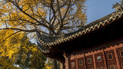 讀城 | 你只知道萬國建筑群，卻不懂上海老城廂