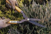 黃浦 | 高級技師養護修剪！復興公園門口的百年黃荊就是這么稀罕！