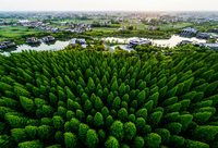 “綠色紅利”摸得到！崇明給符合條件人員發“生態養老補貼”、辦“生態惠民保險”