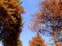 金山 | 這片開放式休閑林地,冬日美景彈眼落睛! 金山 | 這片開放式休閑林地,冬日美景彈眼落睛!