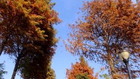 金山 | 這片開放式休閑林地,冬日美景彈眼落睛! 金山 | 這片開放式休閑林地,冬日美景彈眼落睛!