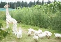 崇明 | 這對小夫妻辭去工作,來崇明開了一個詩意農場,種田種花種夢想 崇明 | 這對小夫妻辭去工作,來崇明開了一個詩意農場,種田種花種夢想