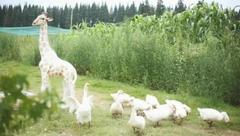 崇明 | 這對小夫妻辭去工作,來崇明開了一個詩意農場,種田種花種夢想 崇明 | 這對小夫妻辭去工作,來崇明開了一個詩意農場,種田種花種夢想