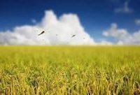 韓長賦:城里人到農村買宅基地蓋房政策上是不允許的 韓長賦:城里人到農村買宅基地蓋房政策上是不允許的