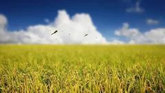 重磅！嘉定將再添一個美麗鄉村，生態田園、苗木種植、地域特色值得期待