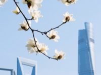 上海入春，快來看花！