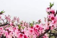 上海桃花節周末舉行，“五朵桃花”盛開，等你去賞