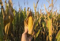 特用玉米研究中心在滬成立,讓好吃的“上海玉米”走向世界各地 特用玉米研究中心在滬成立,讓好吃的“上海玉米”走向世界各地