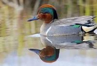 浦東 | 這只“神奇寶貝”從北美洲第一次飛到浦東，原因竟然是……