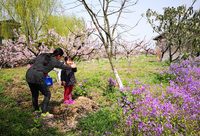 路邊、田里、園中……幾十種花卉競相開放，金山百花節盛邀市民下鄉踏青賞花
