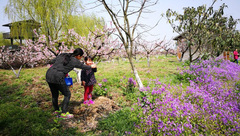 路邊、田里、園中……幾十種花卉競相開放，金山百花節盛邀市民下鄉踏青賞花