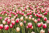 上海市中心最大片郁金香花海來了，大寧公園花博會舉行