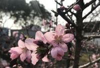 上海桃花節今開幕，不用等三生三世，這里就有十里桃花