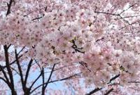 朋友圈里漫天的櫻花圖有不少是“烏龍”,學會辨認才能做個“佛系”朋友看破而不說破 朋友圈里漫天的櫻花圖有不少是“烏龍”,學會辨認才能做個“佛系”朋友看破而不說破