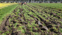 上海農民除了種地，還愛上了“養地”？全國首個耕地質量保護險在松江啟動