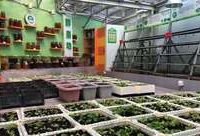 上海居民區試驗廚余垃圾做肥料，最快發酵15天就能種菜，靠譜？