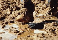 上海大調研開展兩月收集問題超11萬個，干部們說“自己腳下有泥土，群眾心里才不堵”