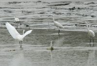 豐富的鳥類資源是城市之福，上海最佳觀鳥地在哪里？