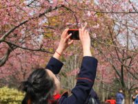 顧村公園這周末將進入早櫻盛花期！河津櫻、椿寒櫻、迎春櫻…這些早櫻品種有啥看點？