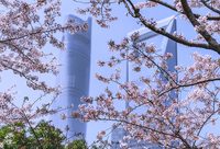 ?2018上海櫻花節閉幕，游客逾166萬人次創歷史新高