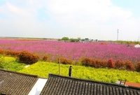 景點少？跑斷腿？不認路？到上海6座郊野公園踏青賞花，也“找找茬”