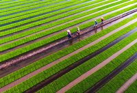 崇明將整體變身一座“大公園”?剛出爐的全域旅游發展總體規劃這么說 崇明將整體變身一座“大公園”?剛出爐的全域旅游發展總體規劃這么說
