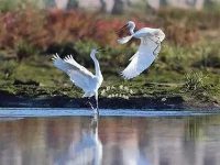 150公頃綠地、2000畝林地，今年閔行人將收到這份“生態”大禮包